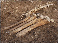 Animal bones  Image: National Geographic